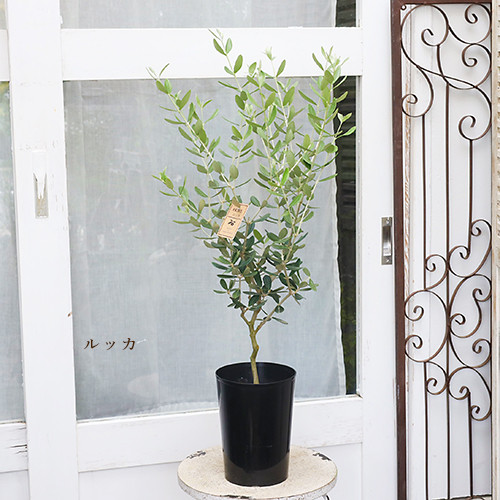 常緑苗木 オリーブ コロネイキ／コレッジョラ／ルッカ 5号 高さ85cm