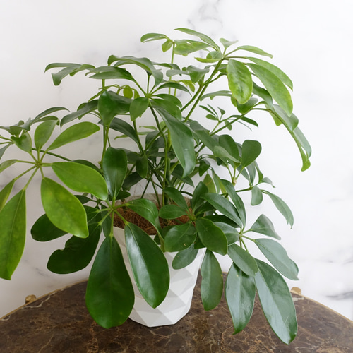 カポック✴︎シェフレラ✴︎ホンコン✴︎観葉植物✴︎室内 