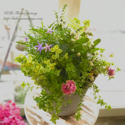 限定1点！特価品！ペチュニアダルシーローズの寄せ植えCreema