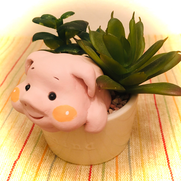 多肉動植物シリーズ/pig 2枚目の画像