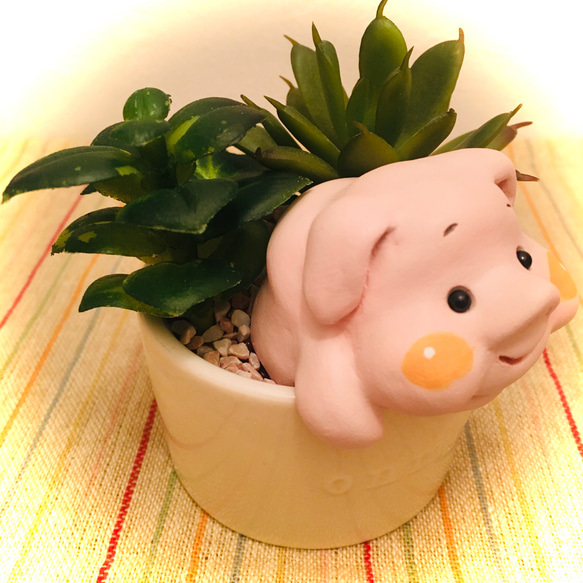 多肉動植物シリーズ/pig 1枚目の画像