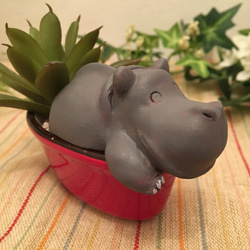 多肉動植物シリーズ/hippo 1枚目の画像