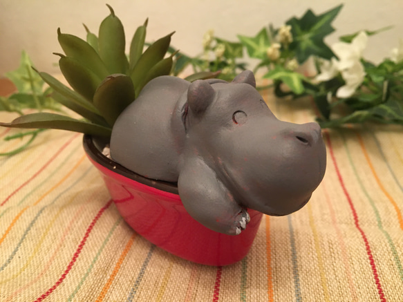 多肉動植物シリーズ/hippo 1枚目の画像