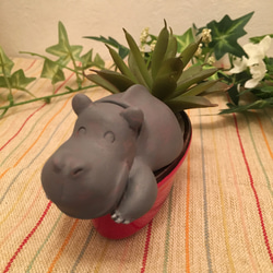 多肉動植物シリーズ/hippo 2枚目の画像
