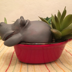 多肉動植物シリーズ/hippo 4枚目の画像