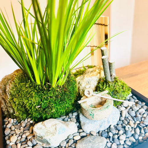 シッポゴケ 3枚 / ケース入り マット / 苔玉 苔庭 / MOSS