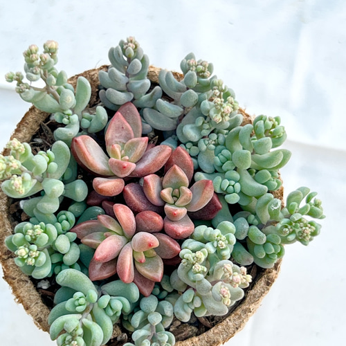 お客様お取り置き商品＊他人丼♡＊多肉植物＊ポットごとか抜き苗 多肉  