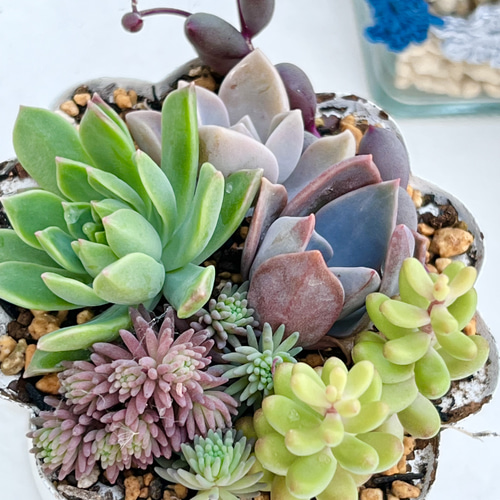きまぐれ寄せ植え♡＊パープルデイライト入り＊多肉植物＊みんな