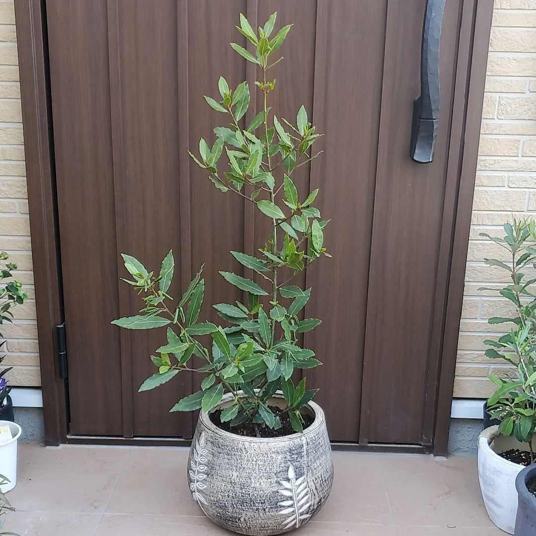 月桂樹苗／苗木　平和のシンボルツリー　樹高120センチ 鉢植え　撮影品のお届け 月桂樹苗／苗木 平和のシンボルツリー 樹高120センチ 鉢植え