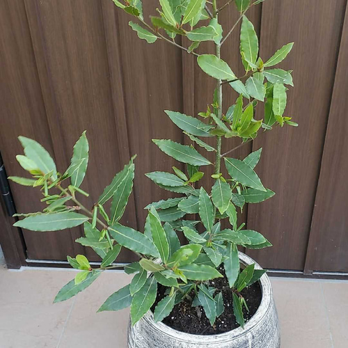 月桂樹 ローリエ 大きめ♪お洒落鉢植え 苗 シンボルツリー その他