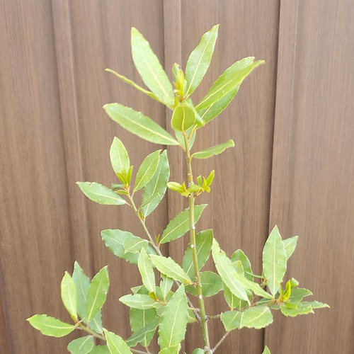 月桂樹苗／苗木 シンボルツリー　樹高130センチ 鉢植え　撮影品のお届け 月桂樹苗／苗木 シンボルツリー 樹高130センチ 鉢植え 撮影品のお届け