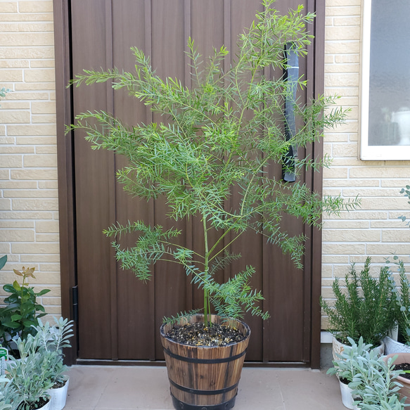 コーストバンクシア　ポット鉢植え7　苗木　オージープランツ　ワイルドフラワー コーストバンクシア ポット鉢植え7 苗木 オージープランツ ワイルド