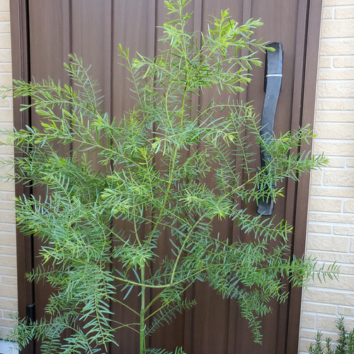 アカシア ブリスベンワトル 大型 樽鉢植え ミモザ苗 オージープランツ