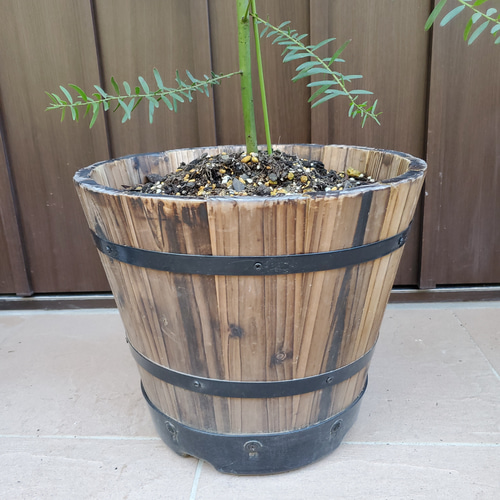 大型 パールアカシア 樽型木製鉢植え 苗 オージープランツ
