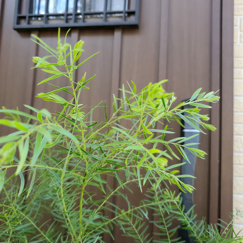 アカシア ブリスベンワトル 大型 樽鉢植え ミモザ苗 オージープランツ