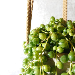●数量限定●新作●　緑の鈴　”グリーンネックレス  ハンギングプランター(ヤシの実/ホワイトグレー) アレンジセット”　 6枚目の画像