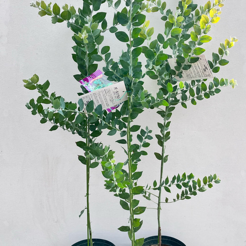 大きめ　パールアカシア　苗　シンボルツリー 楽天市場】パールアカシア 苗 5号鉢 アカシア 苗木 シンボルツリー