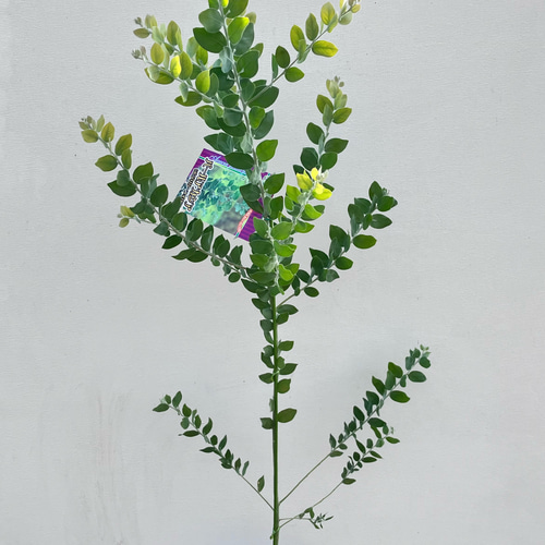 大きめ　パールアカシア　苗　シンボルツリー 楽天市場】パールアカシア 苗 5号鉢 アカシア 苗木 シンボルツリー