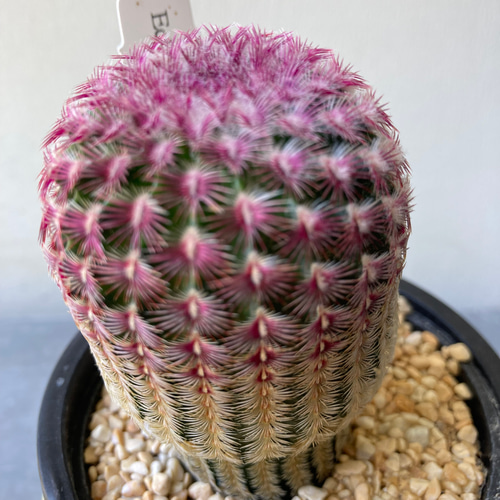 サボテン「エキノケレウス ルビスピヌス」紫太陽 陶器鉢 アート