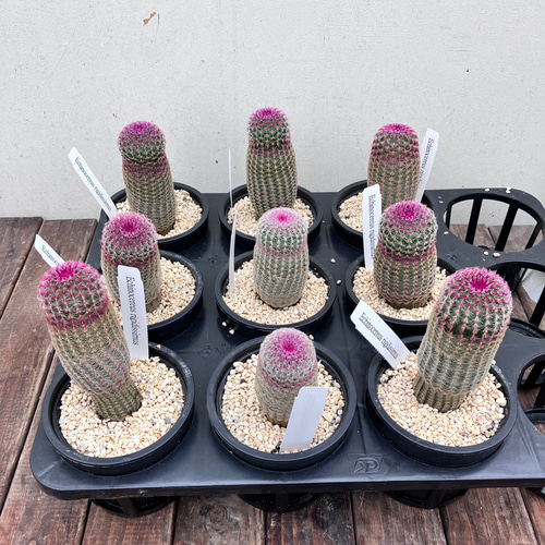 サボテン「エキノケレウス ルビスピヌス」紫太陽 陶器鉢 アート