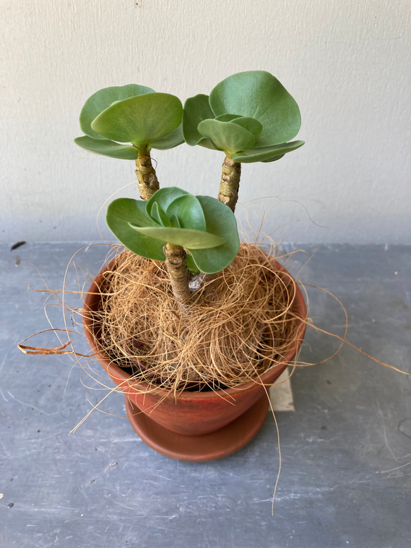 多肉植物「モロキニエンシス」モロコエンシス　シックな陶器鉢 9枚目の画像