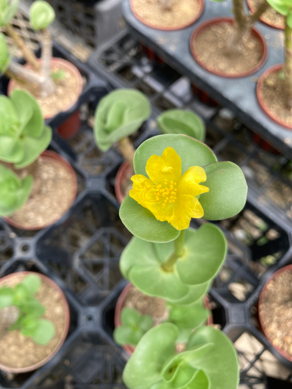 多肉植物「モロキニエンシス」モロコエンシス　シックな陶器鉢 8枚目の画像