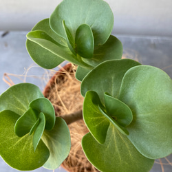 多肉植物「モロキニエンシス」モロコエンシス　シックな陶器鉢 7枚目の画像