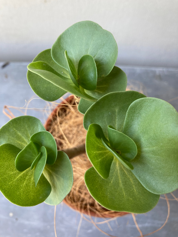 多肉植物「モロキニエンシス」モロコエンシス　シックな陶器鉢 7枚目の画像