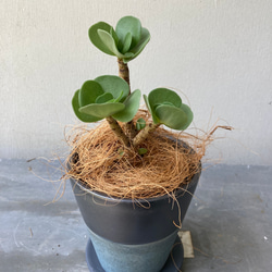 多肉植物「モロキニエンシス」モロコエンシス　シックな陶器鉢 1枚目の画像