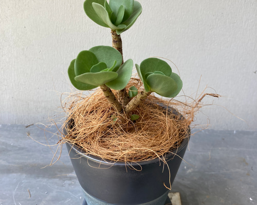 多肉植物「モロキニエンシス」モロコエンシス シックな陶器鉢 アート