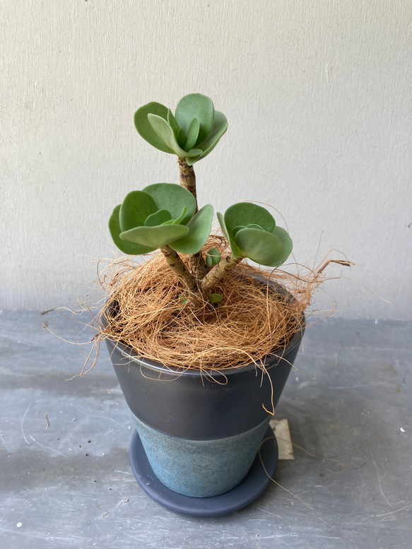 多肉植物「モロキニエンシス」モロコエンシス　シックな陶器鉢 1枚目の画像