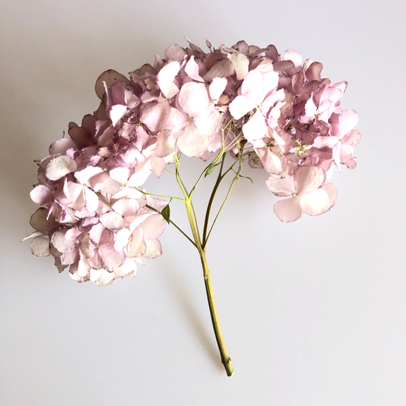紫陽花のドライフラワー（ピンク） 2枚目の画像