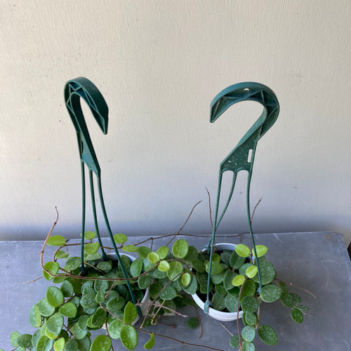 ホヤ　マチルダ　植え木鉢ごと Amazon.co.jp: PLANCHU 観葉植物 ホヤ マチルダ 4号吊り鉢 育て