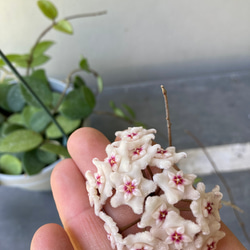 希少ホヤ＊インクラサッタ＊アルボマギナータ＊斑入り＊観葉植物