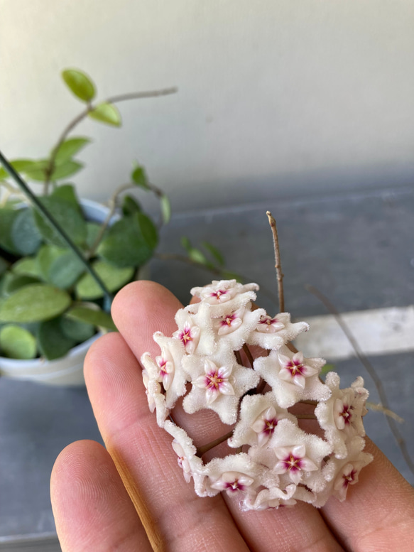 ホヤ マチルダ」＊吊り鉢 アートフラワー bloom town 通販