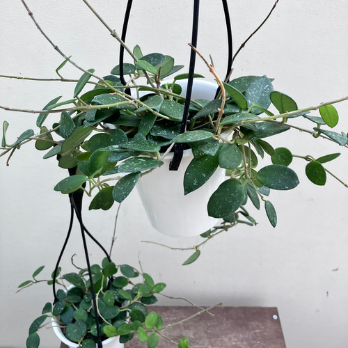 ホヤ　マチルダ　植え木鉢ごと ホヤ マチルダ 植え木鉢ごと
