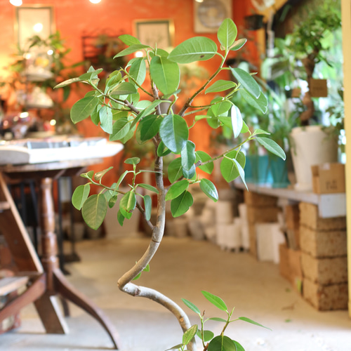 Sale! くねくね ♡フランスゴム ＜フィカス ルビギノーサ＞ 多肉植物