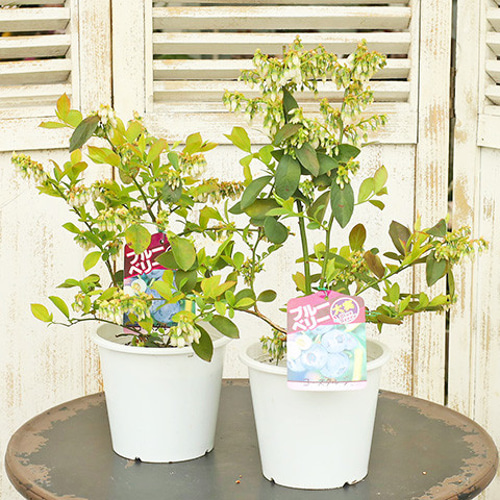 ブルーベリー苗 5号ポット4本セット ブルーベリー苗 5号ポット4本セット