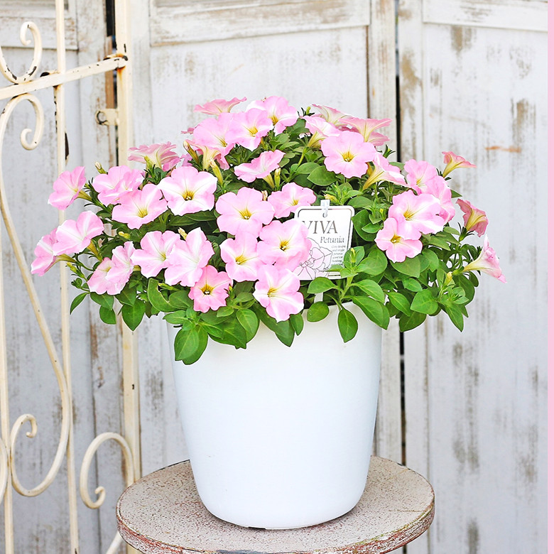 イッペー。花。ピンク。観葉植物。鉢ごと無料で発送致します。
