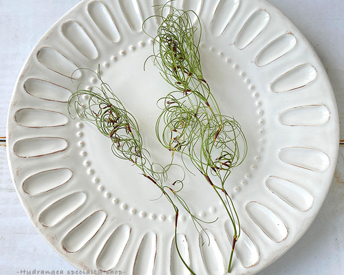 ネコポスいっぱい❇️くるくる♪ゴアナグロー❣️ ドライフラワー