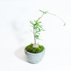 【手のひらサイズの観葉植物】フォッケア×スナ苔の鉢植え／お椀型のシンプルなモルタル鉢／送料全国一律850円 4枚目の画像