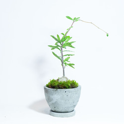 【手のひらサイズの観葉植物】フォッケア×スナ苔の鉢植え／お椀型のシンプルなモルタル鉢／送料全国一律850円 2枚目の画像