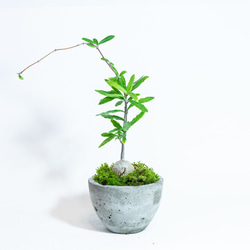 【手のひらサイズの観葉植物】フォッケア×スナ苔の鉢植え／お椀型のシンプルなモルタル鉢／送料全国一律850円 1枚目の画像