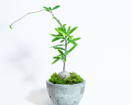 fa3fc46d908303677ed0a57ce939ed