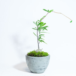 【手のひらサイズの観葉植物】フォッケア×スナ苔の鉢植え／お椀型のシンプルなモルタル鉢／送料全国一律850円 3枚目の画像