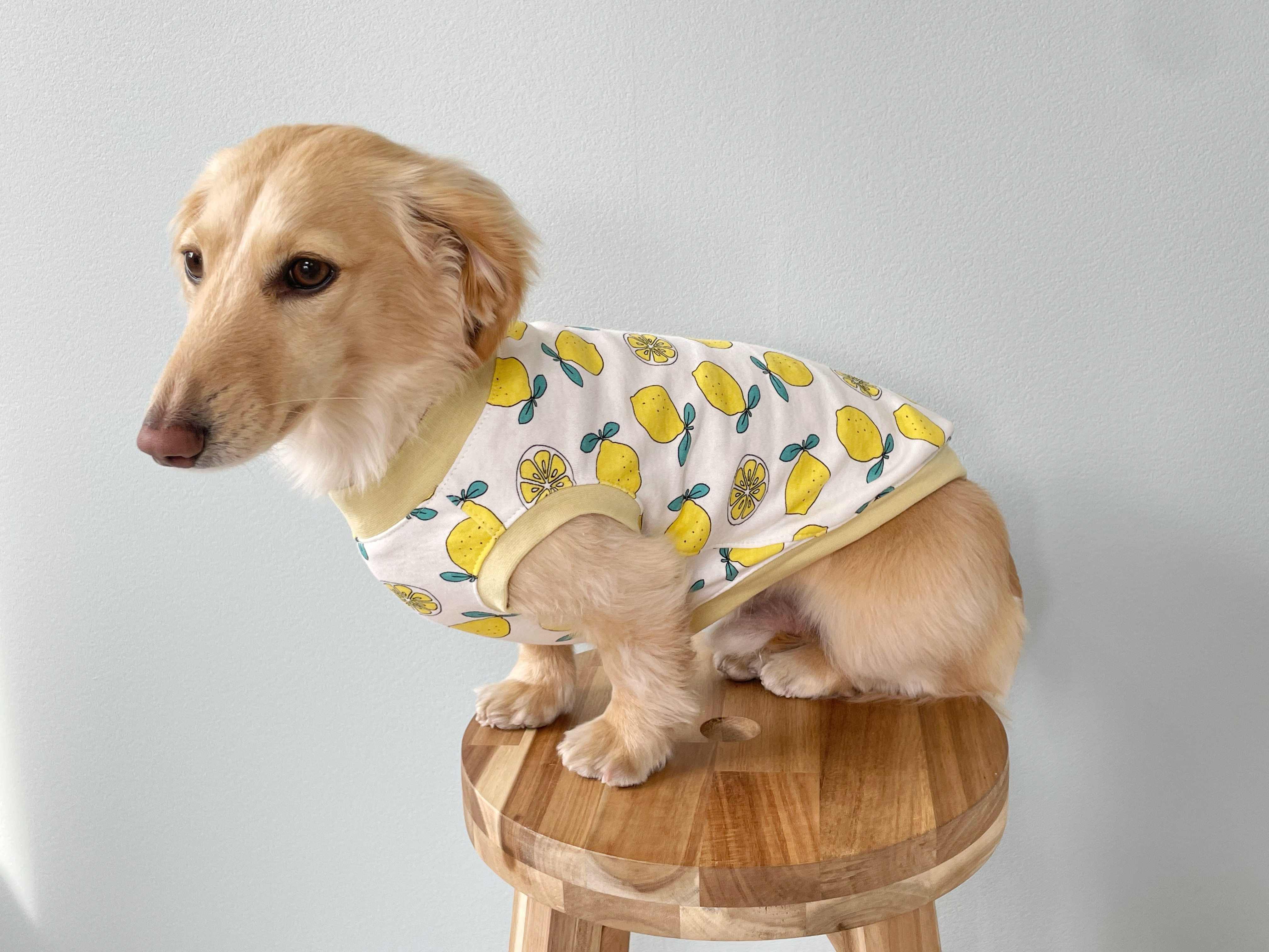 ミニチュアダックス服 ロングMサイズ タンクトップ レモン柄 犬