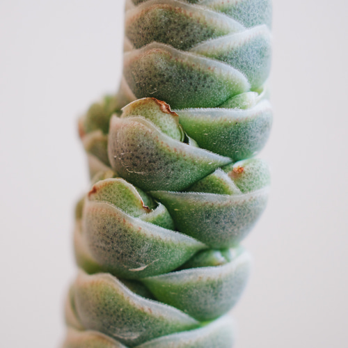 幾重にも重なる葉が美しい「クラッスラ 玉椿」 デスクトップにちょうど