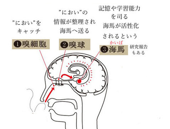 【再販】一家に1本！　万能フレグランス　ウルトラレモン　30ml　柑橘系天然香料のみ　香り長持ち　汗や体臭を自然消臭 9枚目の画像