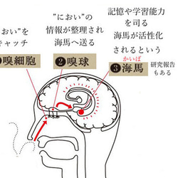 お試し5ml　万能フレグランス　ウルトラレモン＋日本製マスクin フィルター30枚付き柑橘系天然香料のみ　香り長持 13枚目の画像