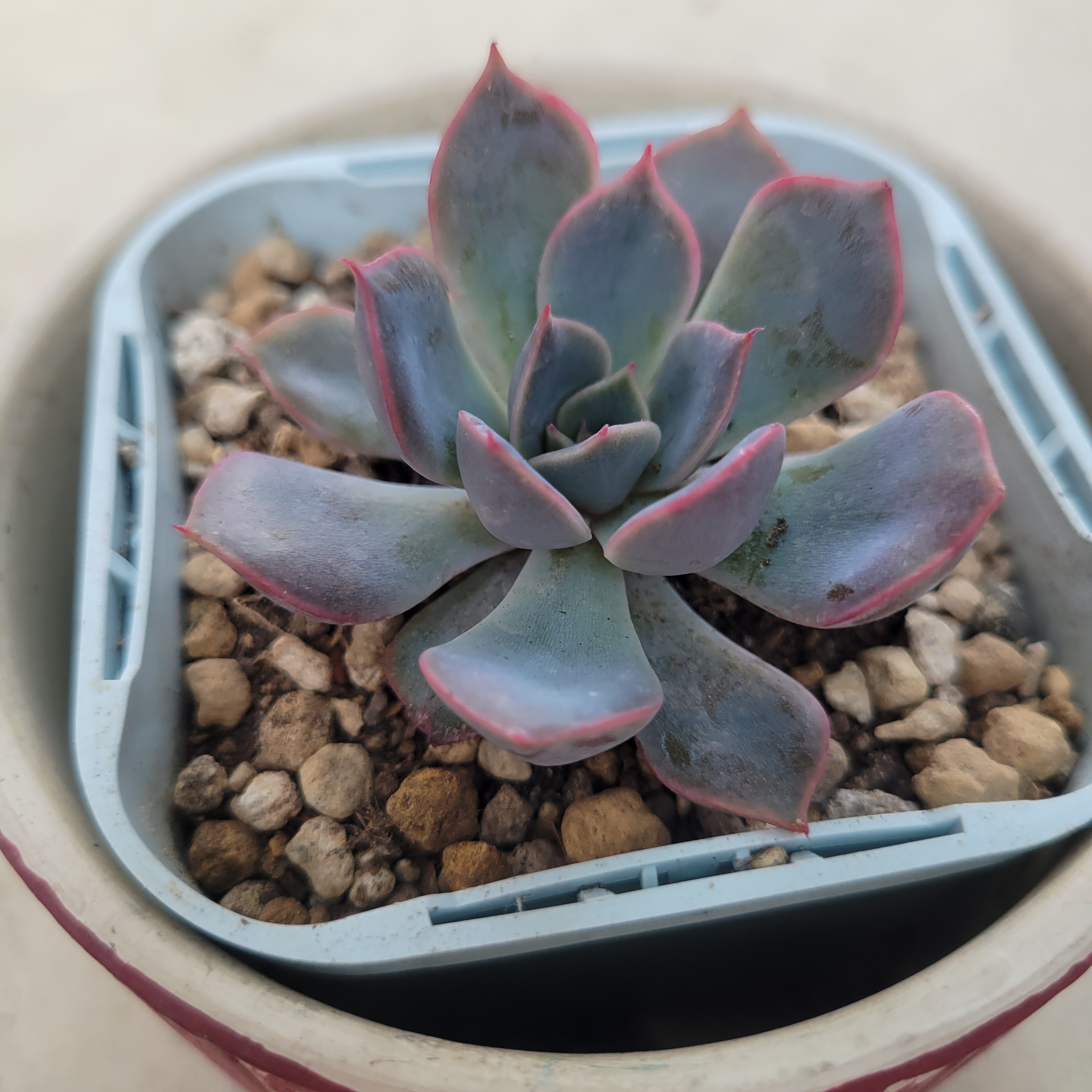 グラマー　多肉植物　抜き苗 多肉植物 セダム ファイヤークラッカー 抜き苗 6の通販 by 毎週